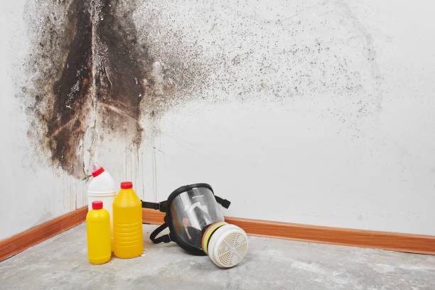 Best Emergency Mold Remediation in West Frankfort, IL