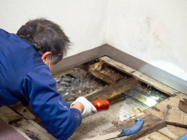 Best HVAC Mold Remediation in West Frankfort, IL