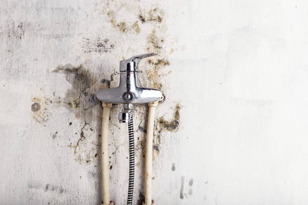Trusted West Frankfort, IL Mold Remediation Experts