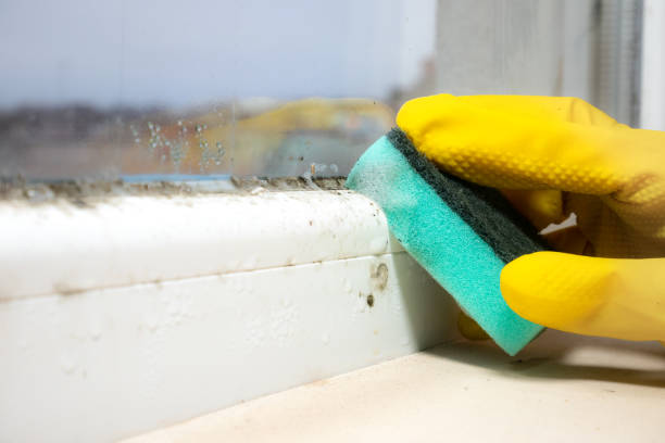 Best DIY Mold Remediation Support Services in West Frankfort, IL