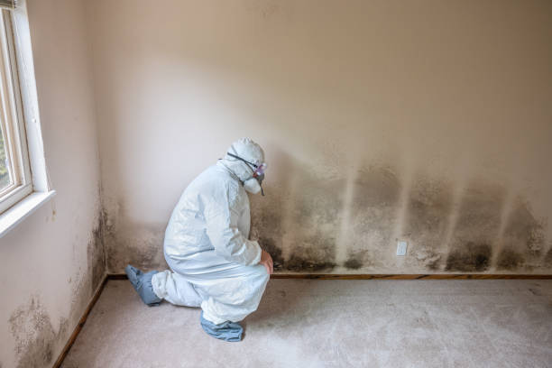 Best Insurance-Related Mold Remediation in West Frankfort, IL