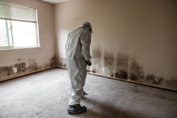 Best Residential Mold Remediation in West Frankfort, IL