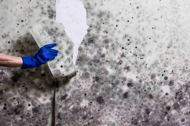 Best Bathroom Mold Remediation in West Frankfort, IL