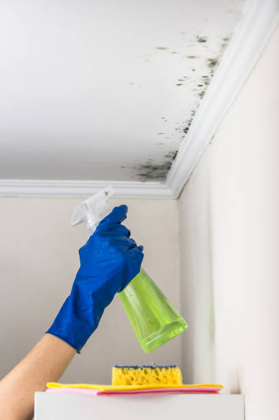 Best Crawl Space Mold Remediation in West Frankfort, IL